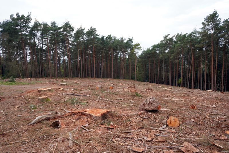 Forest Clearance Service