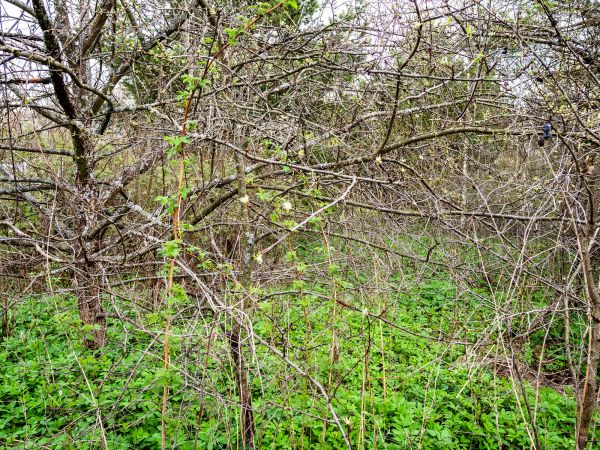 Underbrush Clearing in Dubuque
