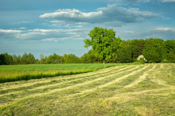 Cost of Vegetation Removal in Dubuque