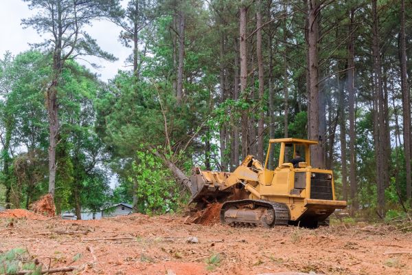 Forest Thinning in Dubuque